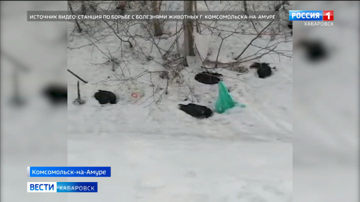 Массовую гибель ворон от птичьего гриппа зафиксировали в Комсомольске-на-Амуре