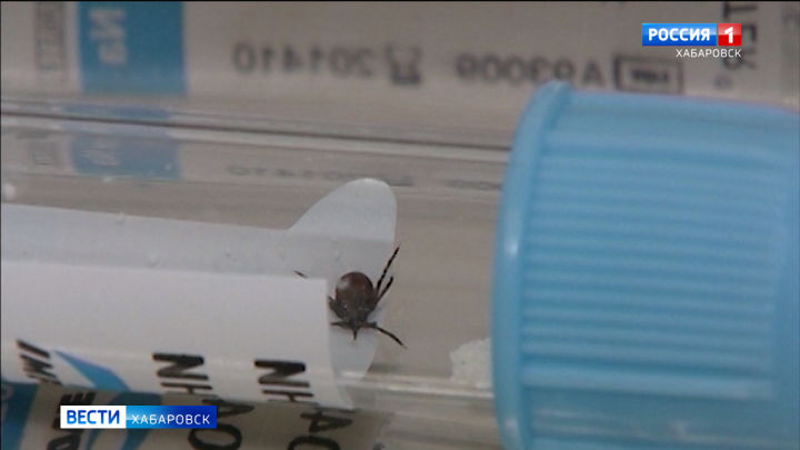 Смотрите в 21:05. Три случая нападения энцефалитных клещей на горожан зарегистрировали в Хабаровске