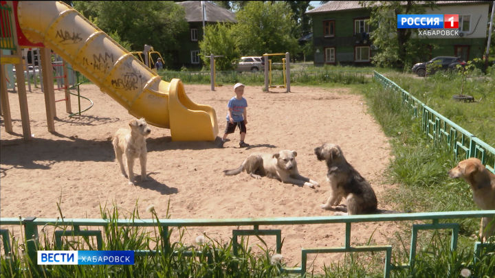 В Хабаровске приостановили отлов бродячих собак: нет денег