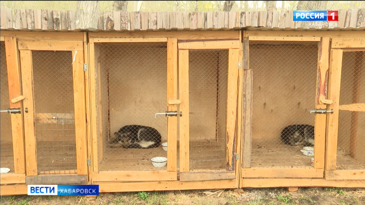 В краевой столице возобновили отлов безнадзорных животных