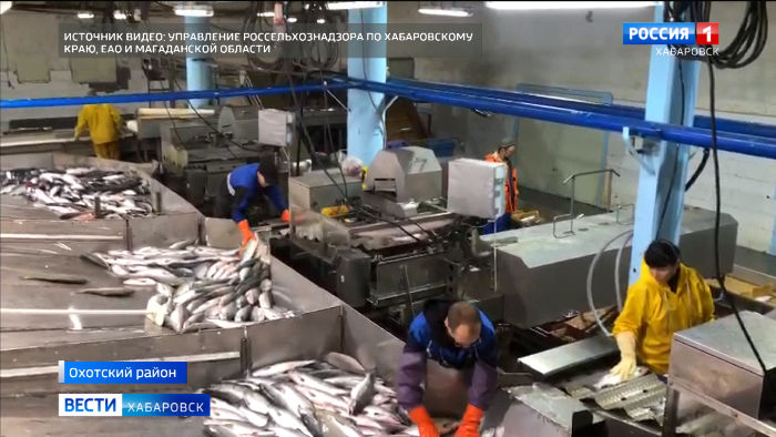 Рекордный ход: в Хабаровском крае начался вылов лососевых