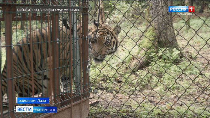 Тигра Гектора, которого на прошлой неделе доставили из Челябинска, выпустили в просторный вольер