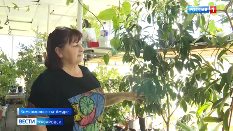 Чистокровный «итальянец» в Городе юности: жительница Комсомольска вырастила дома сад цитрусов