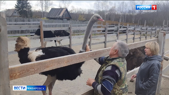 Пернатый «детский сад»: пять птенцов страусов появились на ферме в Ванино