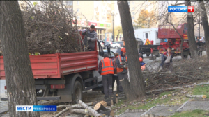 Спасение от зелёных «гигантов»: в Хабаровске начался сезон санитарного ухода за деревьями города