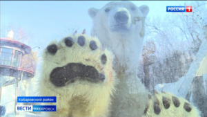 Новое меню и тёплые «квартиры»: питомцы зоосада «Приамурский» готовятся к зиме