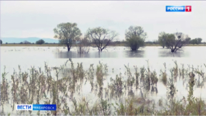 «Большой воды» на Нижнем Амуре в первую половину августа не ожидается