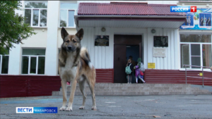100 тысяч пострадавшему от укуса собаки ребёнку обязал выплатить мэрию Центральный суд Хабаровска