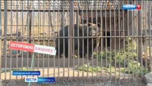 Смотрите в 21:09. Питомцы зоосада «Приамурский» готовятся к зиме