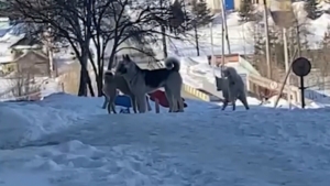 15 тысяч рублей по решению суда выплатят в пользу ребёнка, пострадавшего от собак в Хабаровске