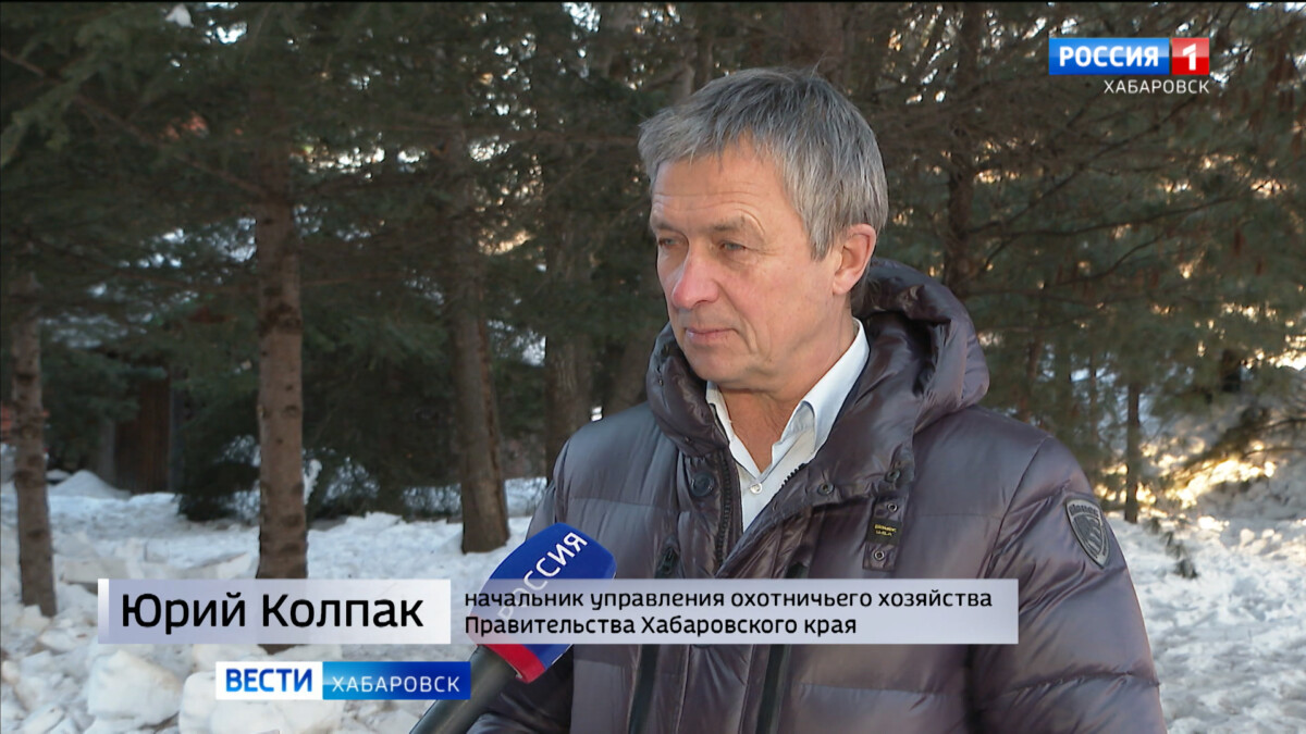 Как проходило лечение спасённого тигрёнка и будущая судьба маленького «хозяина тайги»