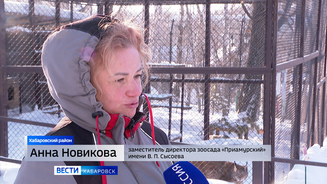 Почему рысь вышла к людям и как вести себя при встрече с хищницей