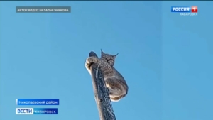 «Чтоб сама пришла к людям – такое впервые»: рысь заметили в одном из посёлков Хабаровского края