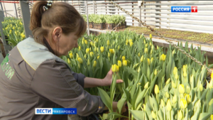 «Стараемся для женщин»: в Хабаровске к 8 марта вырастят ещё больше цветов, чем в прошлом году