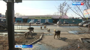 Отловом и содержанием бродячих собак займется новая организация