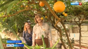 «Восторг и нереальное удовольствие»: урожай мандаринов собрали… в Амурске