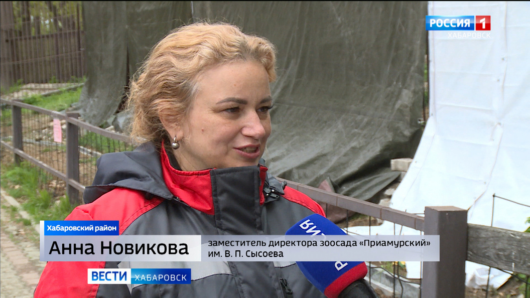 Амгунь, Майя, Эльга: как назовут новую тигрицу в зоосаде «Приамурский», решат хабаровчане