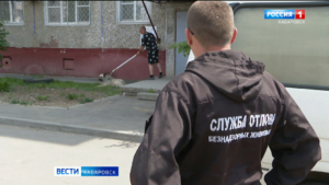 В случае нападения нажмите «один»: «горячая линия» по бездомным собакам начала работу в Хабаровске