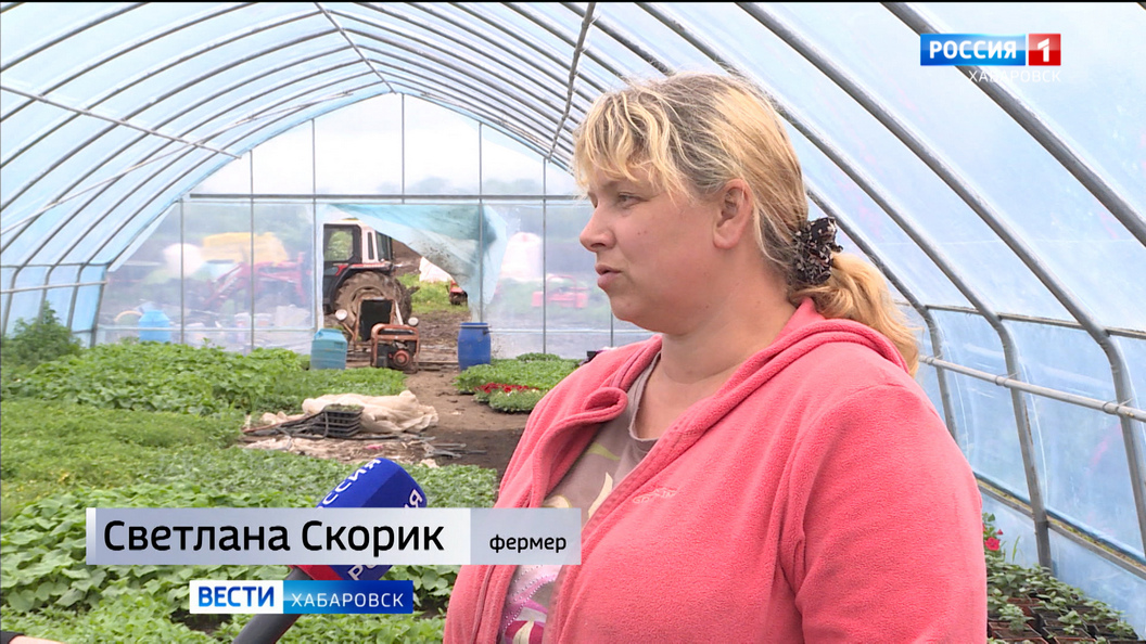 Аграрии края опасаются за урожай. Всему виной — затяжные дожди