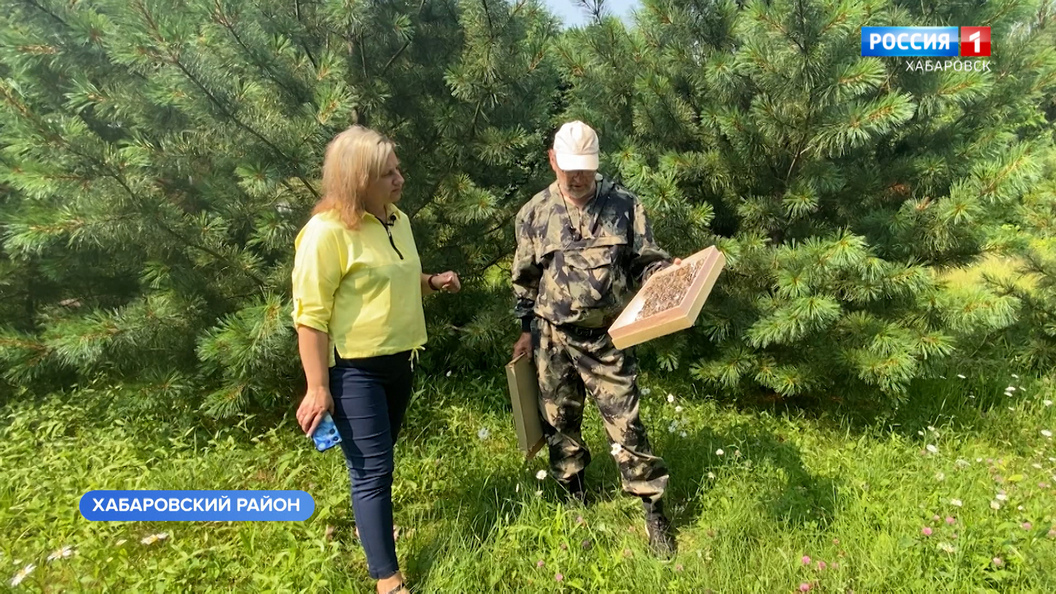Большое утро. Новый для Хабаровского края вид бабочек открыл известный энтомолог