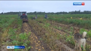 Уборка овощей и картофеля продолжается в Хабаровском крае