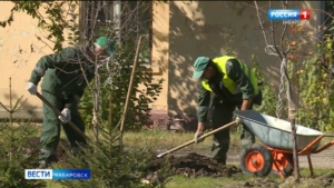 Сезон закрыт, но ещё есть работа: новые деревья на улицы города высаживают специалисты Горзеленстроя