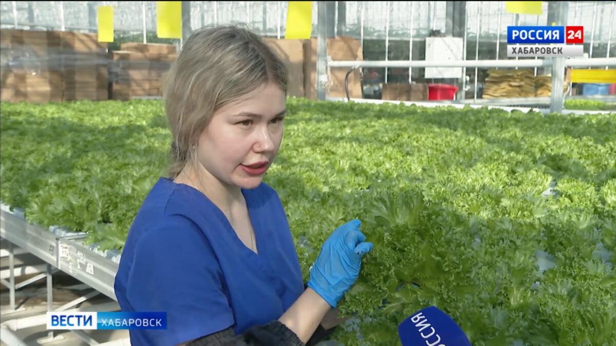 Хабаровский тепличный комплекс зашёл в десятый сезон с рекордным урожаем