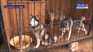 Новый приют для бездомных собак построят в Комсомольске-на-Амуре