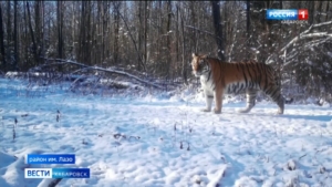 Тигрицу Желтобокую заметили фотоловушки в районе имени Лазо