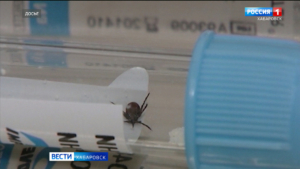 Четыре обращения по поводу присасывания клещей зарегистрированы в Хабаровском крае
