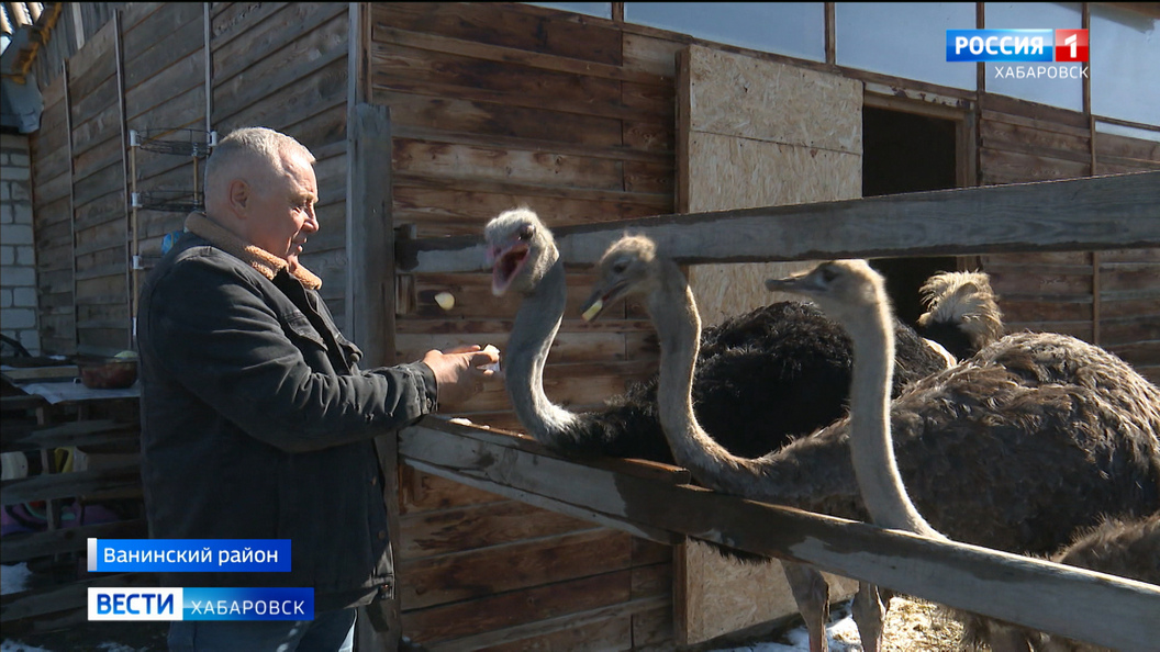 Страусы-кошки и северные олени: эко-ферма в Ванинском районе пополнилась новыми обитателями