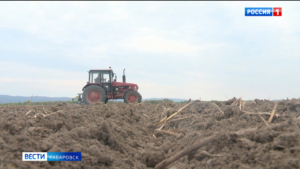 «Второго хлеба» будет больше: аграрии Хабаровского края приступили к посадке картофеля