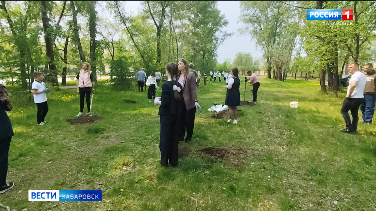 Кедровую аллею высадили хабаровские активисты Общероссийского Народного фронта и ученики школы №47