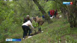 Роща маньчжурского дуба появится на склоне набережной Амура в рамках новой традиции
