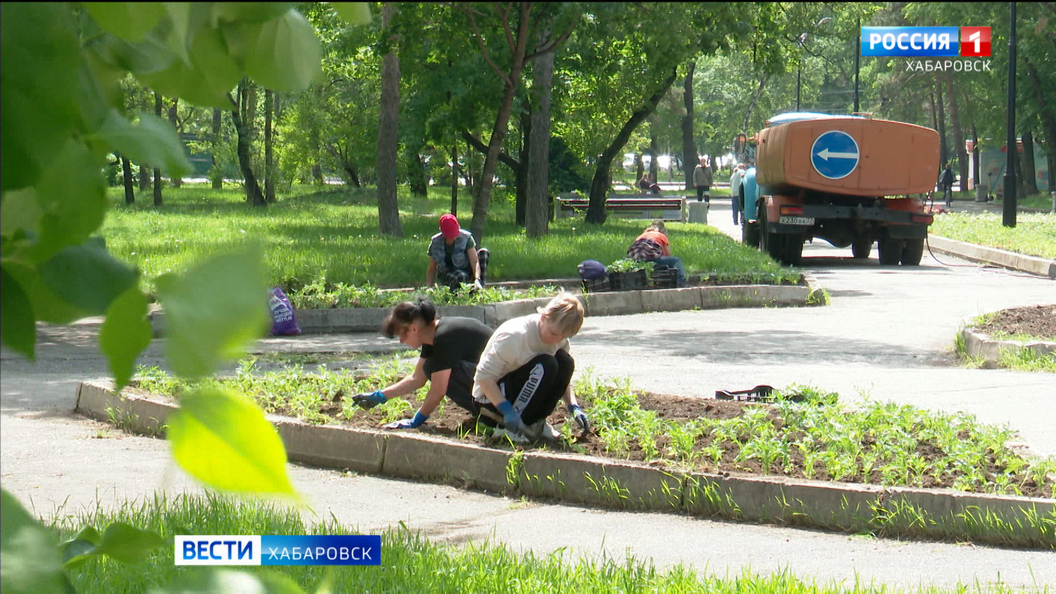 На Амурском бульваре высадят более ста тысяч цветов