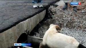 Дворнягу Балу спасли в Хабаровске – застрявшую в трубе собаку выручили с помощью …другой трубы