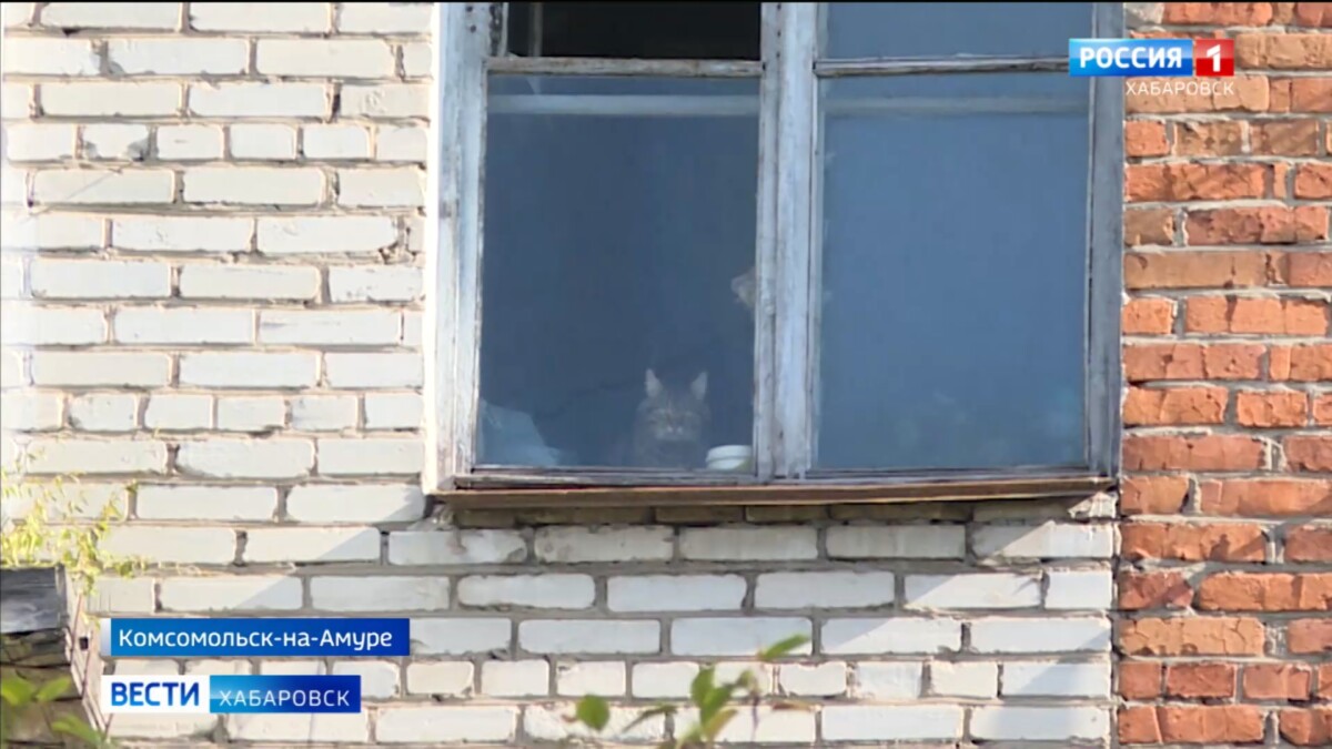 «Нехорошая» квартира: после смерти хозяина в опечатанном помещении остались заперты несколько кошек