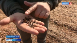 Помогли …пчёлы: урожайность гречихи в районе имени Лазо выросла в два раза по сравнению с 2024 годом