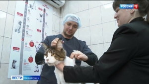 За животное без чипа – штраф: в крае вступил в силу новый закон о регистрации домашних питомцев