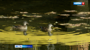 Неравнодушные хабаровчане переживают за судьбу осиротевших уток-мандаринок на городских прудах
