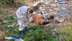 «Бьём тревогу с мая»: масштабный скотомогильник обнаружили экологи в районе имени Лазо