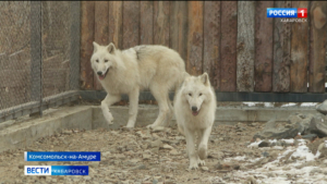 Две полярные волчицы переехали из Хабаровска в зоопарк «Сихотэ-Алинь» Города юности