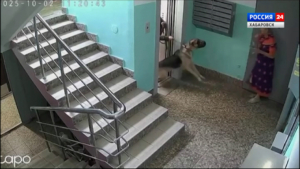 Заявление в полицию на хозяйку агрессивных собак написали жильцы многоквартирного дома в Хабаровске