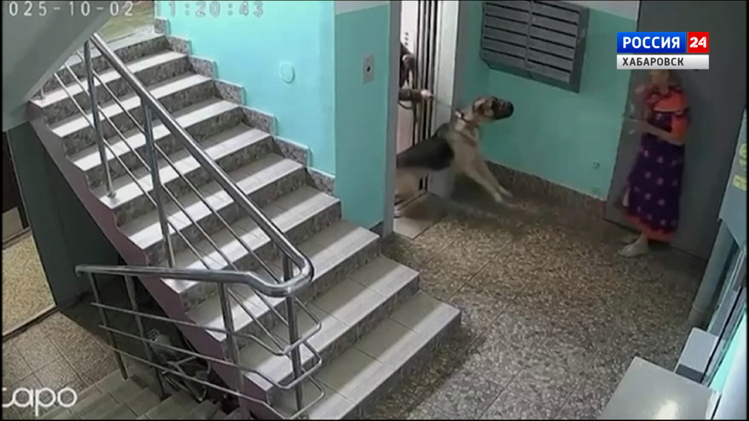 Заявление в полицию на хозяйку агрессивных собак написали жильцы многоквартирного дома в Хабаровске