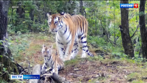 Четырёх амурских тигров отправят в Казахстан с Дальнего Востока в начале следующего года