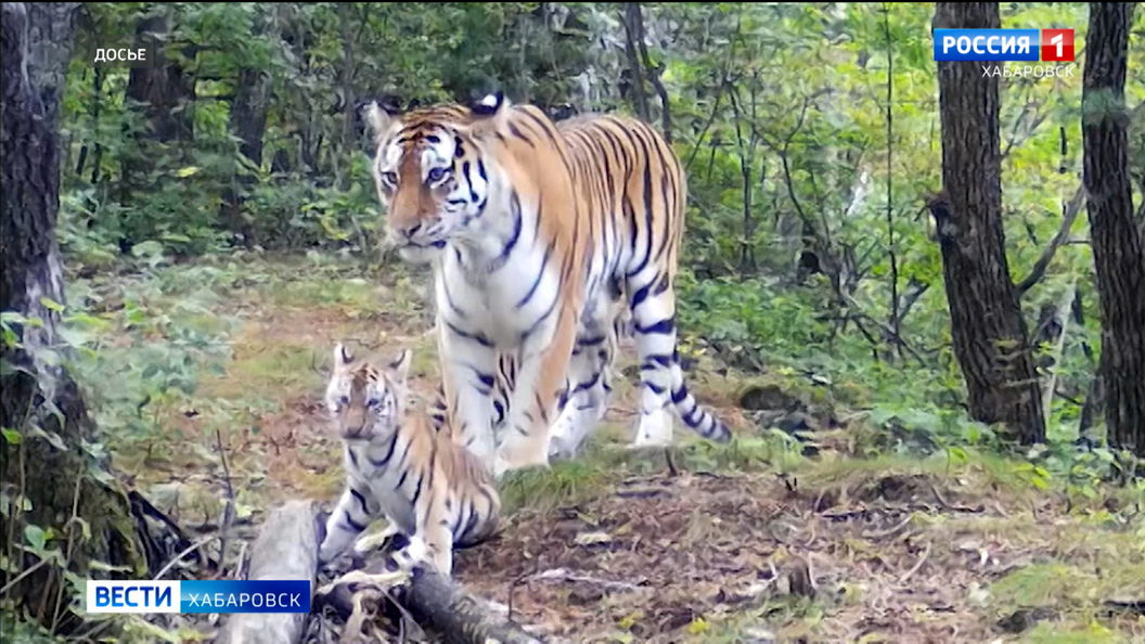 Четырёх амурских тигров отправят в Казахстан с Дальнего Востока в начале следующего года
