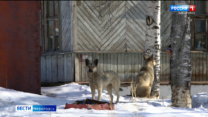 За нападение бездомной собаки на подростка мэрия Хабаровск заплатит по суду 40 тысяч рублей