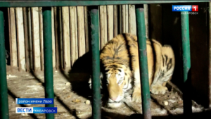 В Хабаровском крае специалисты Охотнадзора отловили двух конфликтных тигров