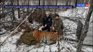 Ещё одного конфликтного тигра отловили специалисты краевого Охотнадзора сегодня ночью