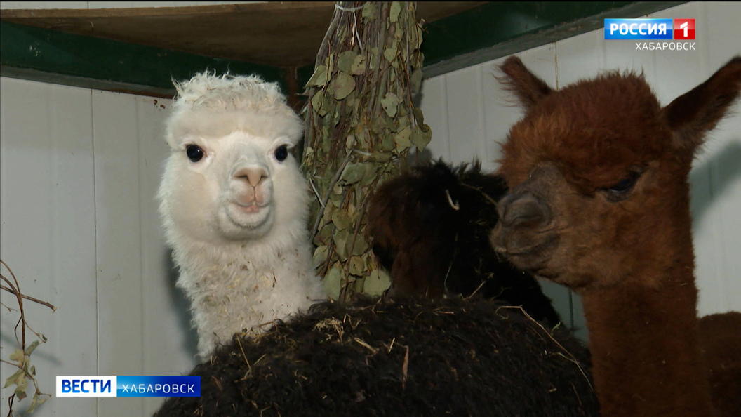 Пушистые и нежные: необычных «иностранцев» впервые встречали в Хабаровске